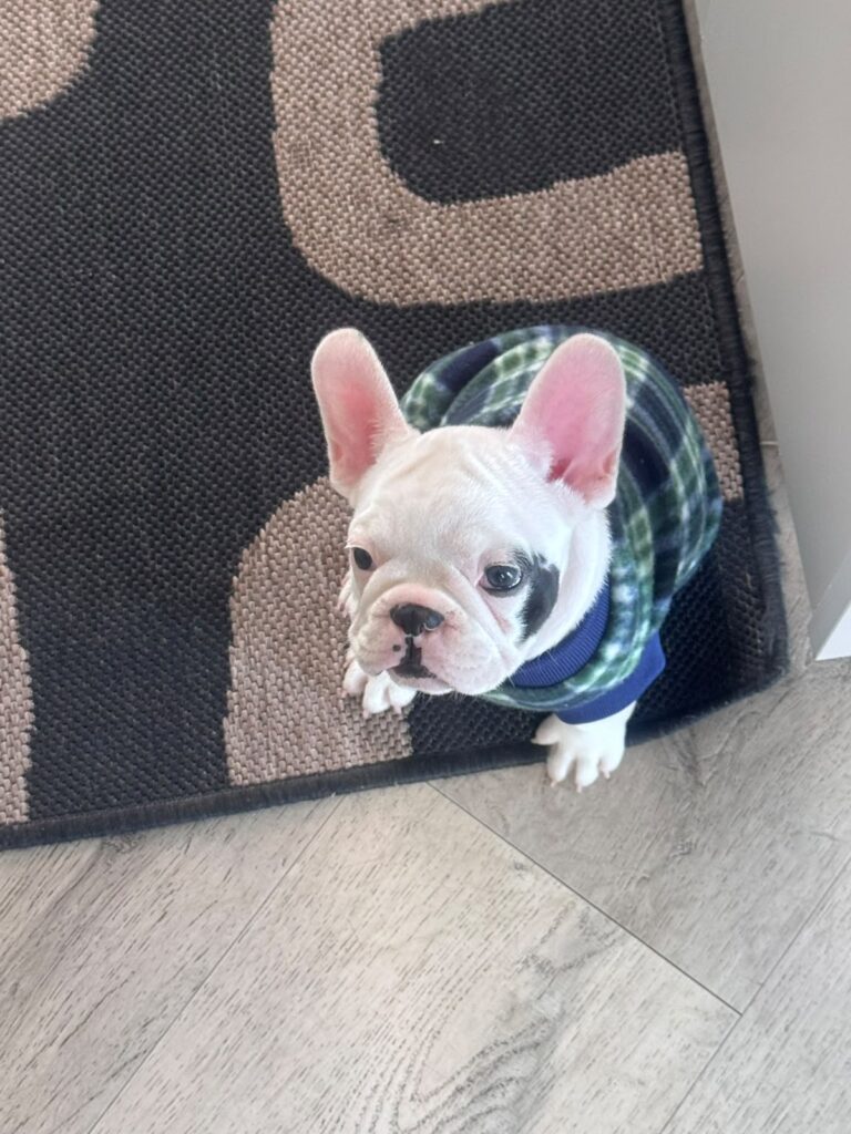  French Bulldog puppy for adoption Johannesburg