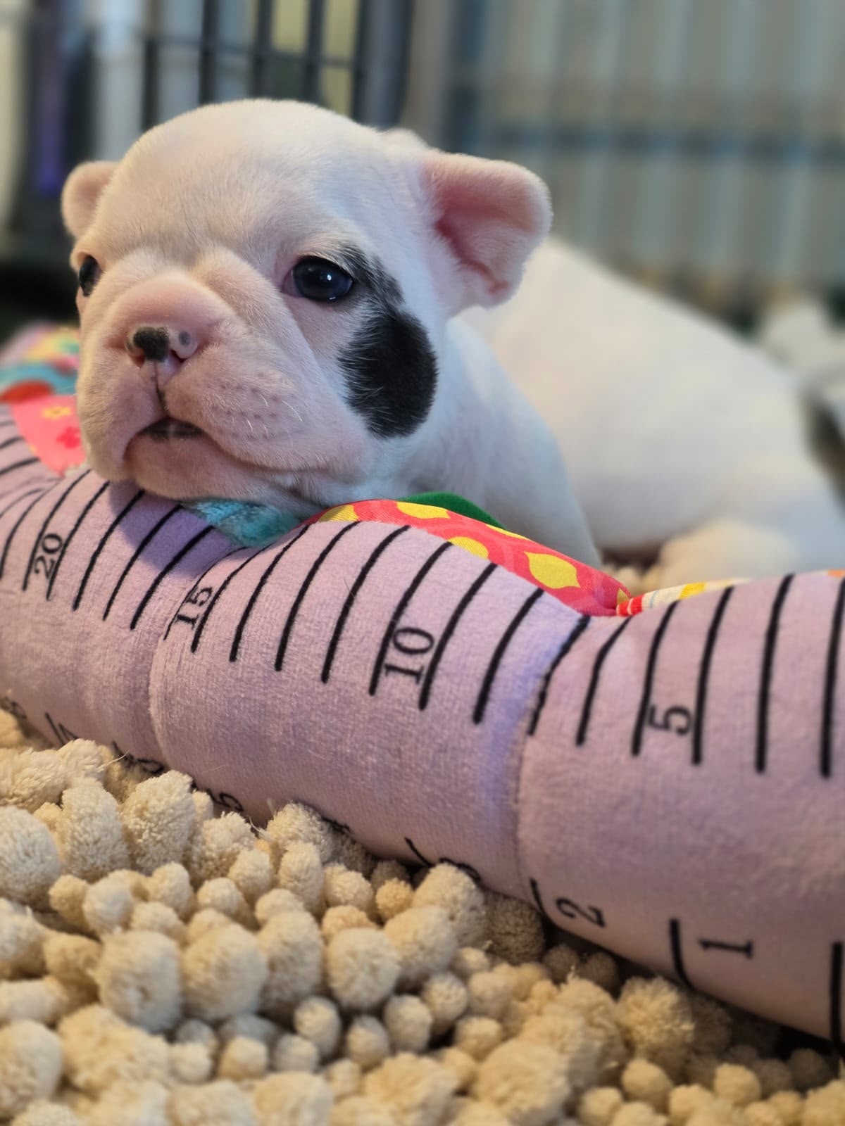 #335 – Already Adopted – Mike Tyson, 2-month-old male French Bulldog puppy – Midrand