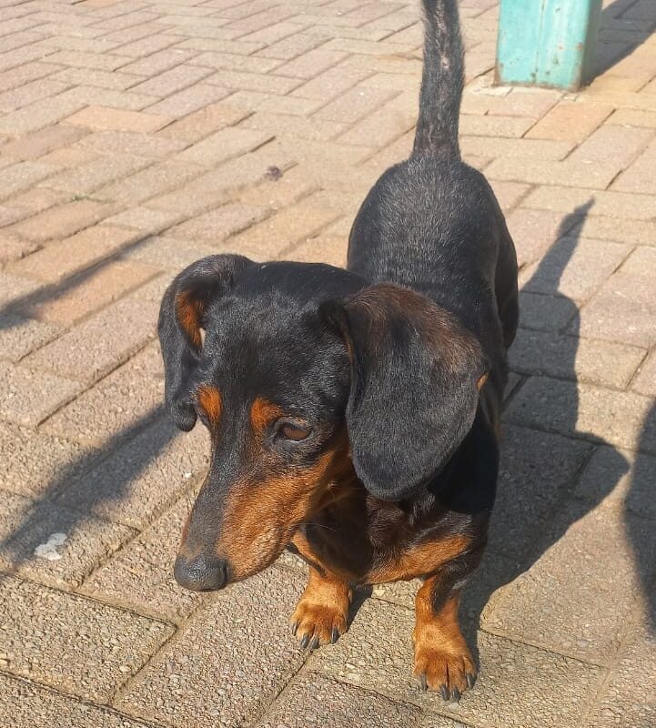 Billy dachshund from Pretoria needs to adopted