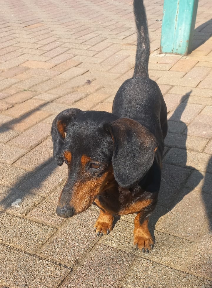 #336 – Adopt -Billy: Sweet Senior Dachshund, Pretoria