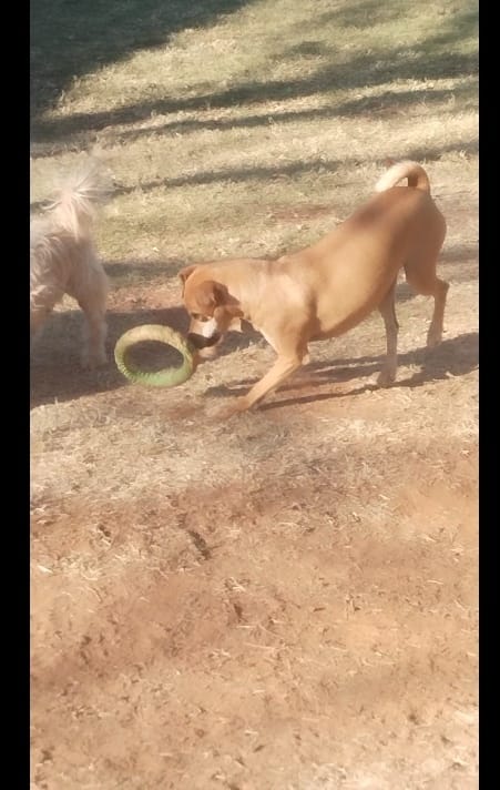 #329 - Adopt - Lilly, 3.5-year-old-Doberman Pinscher Mix, Pretoria 1 Doberman Pincher, 4yrs old Lilly enjoys playing. She needs to be adopted. She is available in Rayton