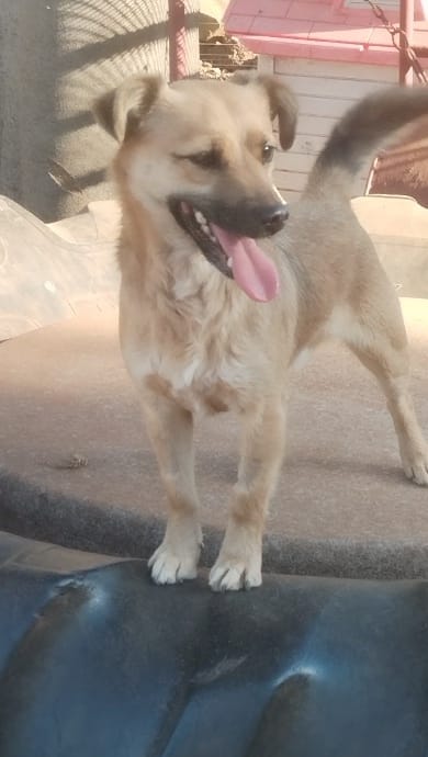 #328 - Adopt - Cheekie, 3.5-Year-Old Male Chihuahua / Pinscher Mix, Pretoria 2 Cheekie a male pincher mix is a happy dog and needs to be adopted desperately