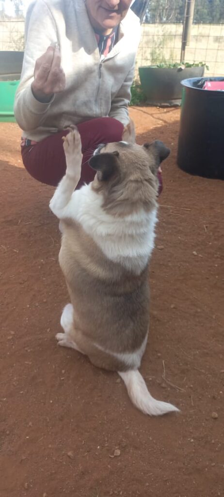 #325 – Adopt Peanut, Senior Toy Pom–Jack Russell Mix, Gauteng 2 Peanut a Jack Russel mix with Toypom is available for adoption in Welverdiend