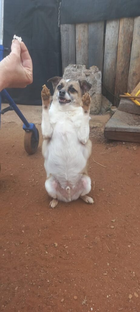 #325 – Adopt Peanut, Senior Toy Pom–Jack Russell Mix, Gauteng 3 Peanut a Jack Russel mix with Toypom loves trix and is available for adoption in Welverdiend