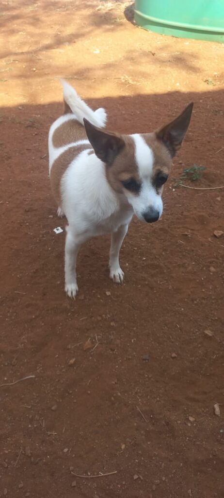 Tiny Poppie in Welverdiend is a Jack russel mix with Toypom needs to be adopted