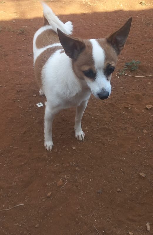 Poppie, Jack Russel Toy Pom available for adoption in Welverdiend