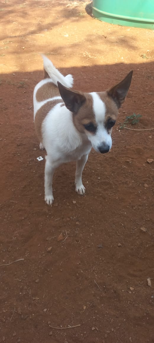 #326 - Adopt - Poppie - Toy PomXJack Russell, Welverdiend Carletonville, Gauteng 14 #326 – Adopt – Poppie – Toy PomXJack Russell, Welverdiend Carletonville, Gauteng