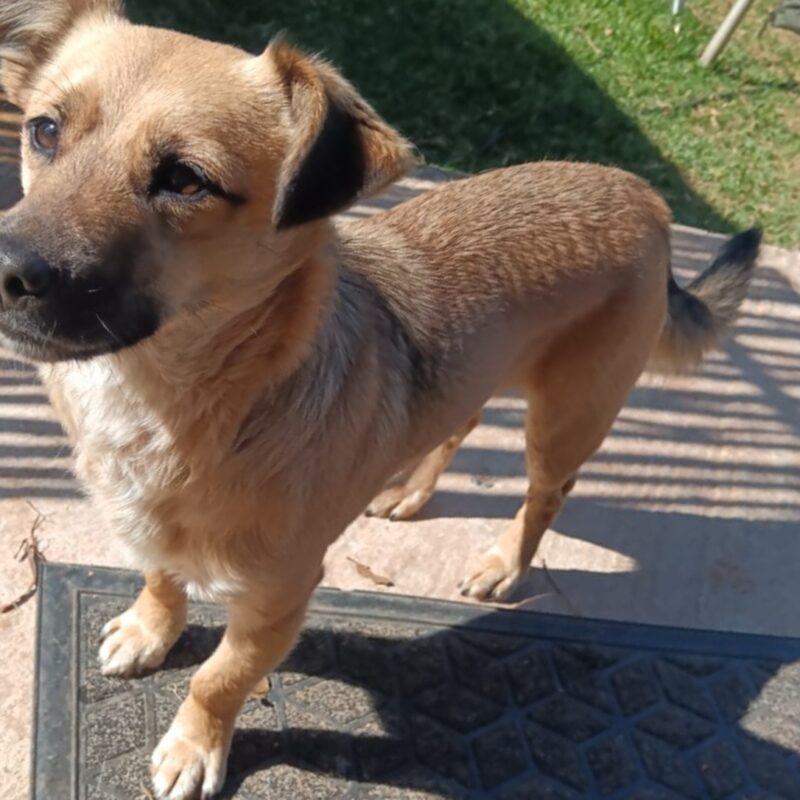 In Pretoria is cheekie a male Pincher mix needs to be adopted