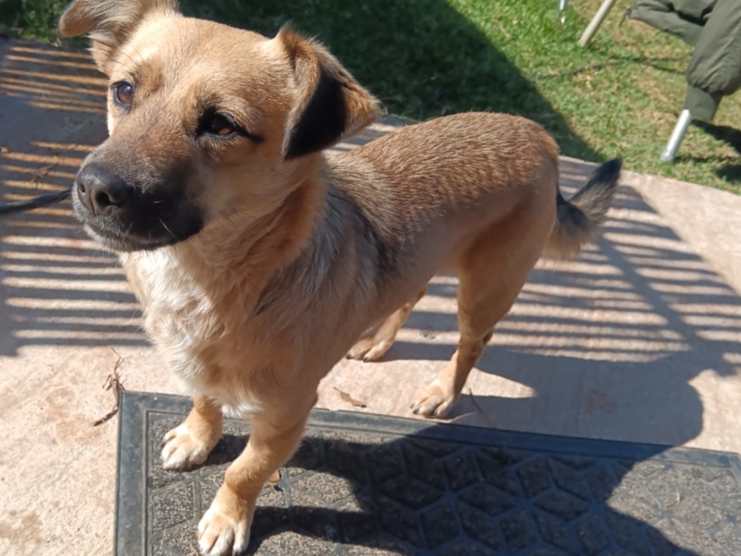 #328 - Adopt - Cheekie, 3.5-Year-Old Male Chihuahua / Pinscher Mix, Pretoria 5 #328 – Adopt – Cheekie, 3.5-Year-Old Male Chihuahua / Pinscher Mix, Pretoria