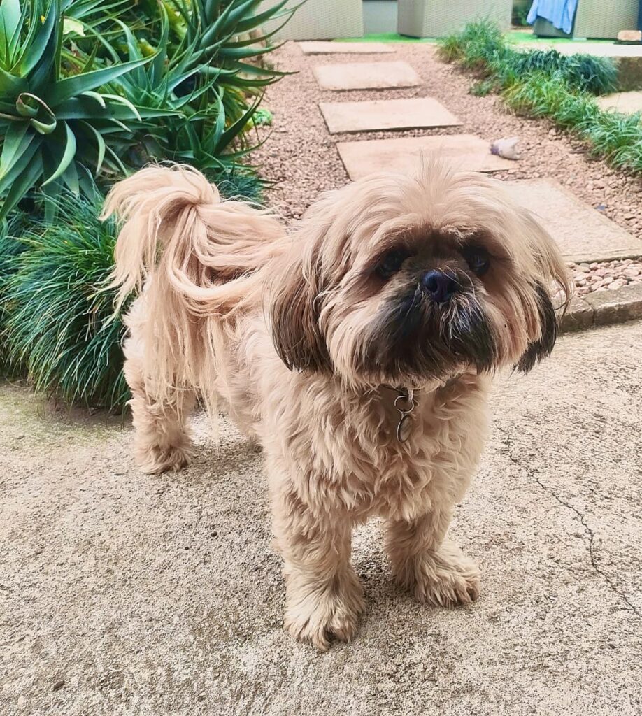 #339 - Adopt - Winston Churchill, Shih Tzu, 8-Year-Old male in Hillcrest, KZN 3 Winston Churchill Shih Tzu available in KZN for adoption