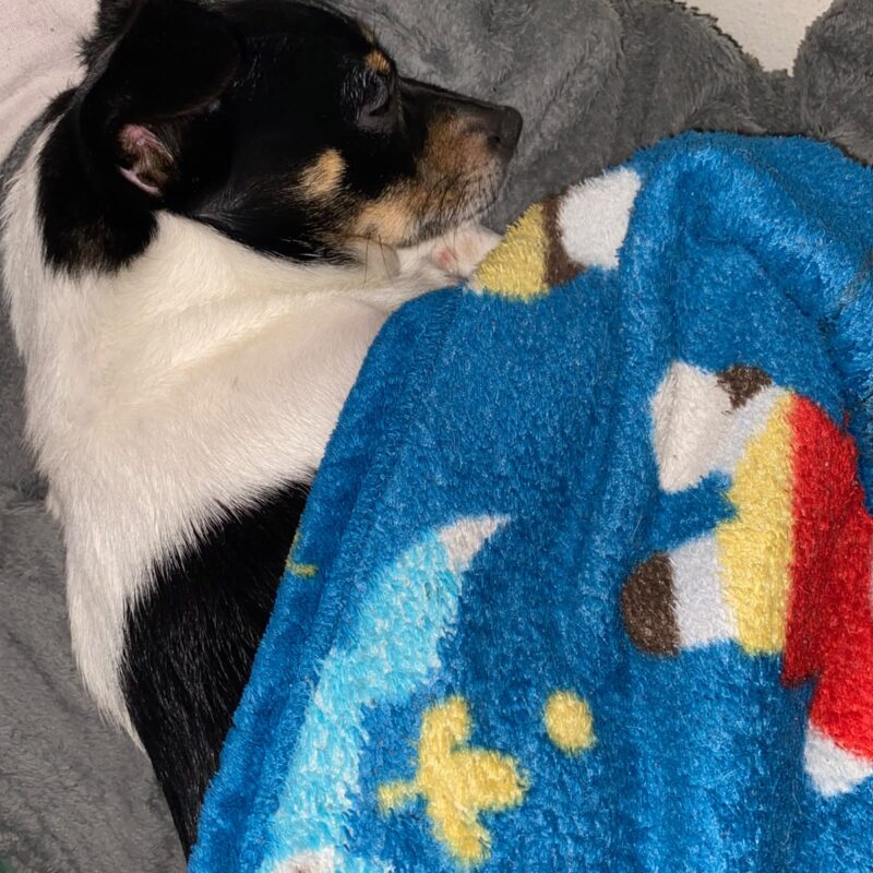 Skylar, mixed breed KZN needs to be adopted