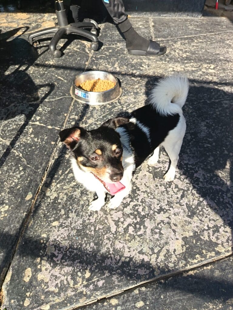 #341 - Adopt - Skylar, 3-year-old, Mixed Breed, Durban 2 KZN small mixed breed doggie needs to be adopted