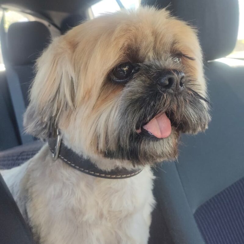 Winston the Shih Tzu available for adoption in Hillcrest KZN