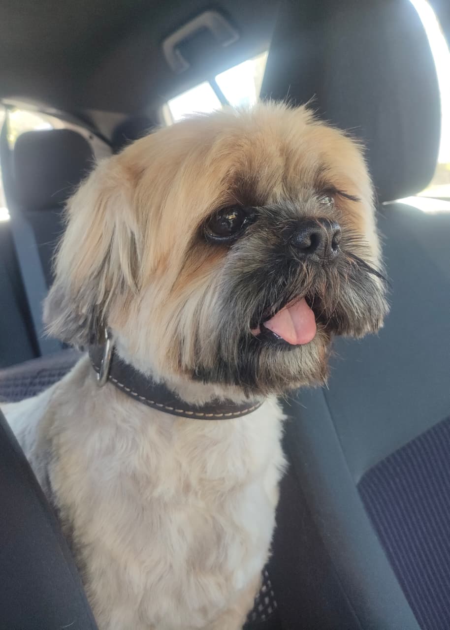 #339 – Adopt – Winston Churchill, Shih Tzu, 8-Year-Old male  in Hillcrest, KZN