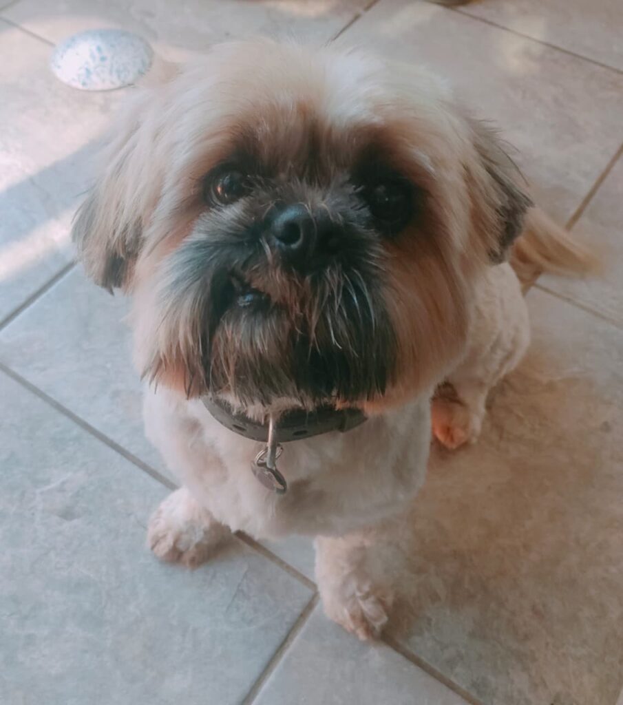 #339 - Adopt - Winston Churchill, Shih Tzu, 8-Year-Old male in Hillcrest, KZN 1 Winston Shih Tsu with special smile available for adoption in KZN