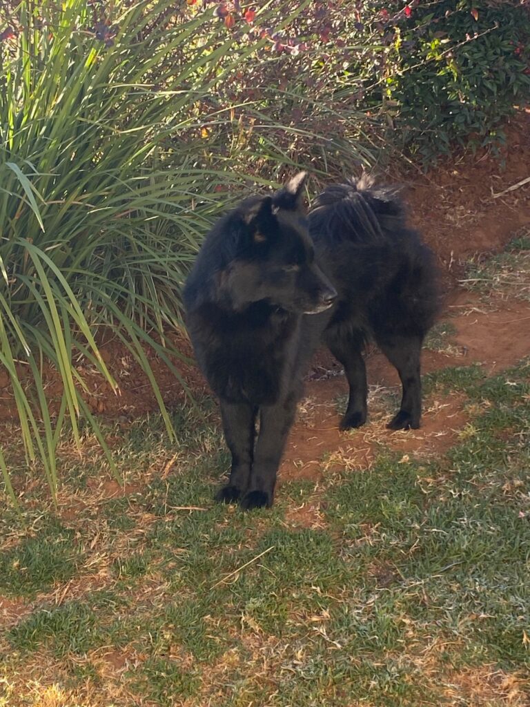 Daisy miniature Chow Chow from Klerksdorp ready for adoption
