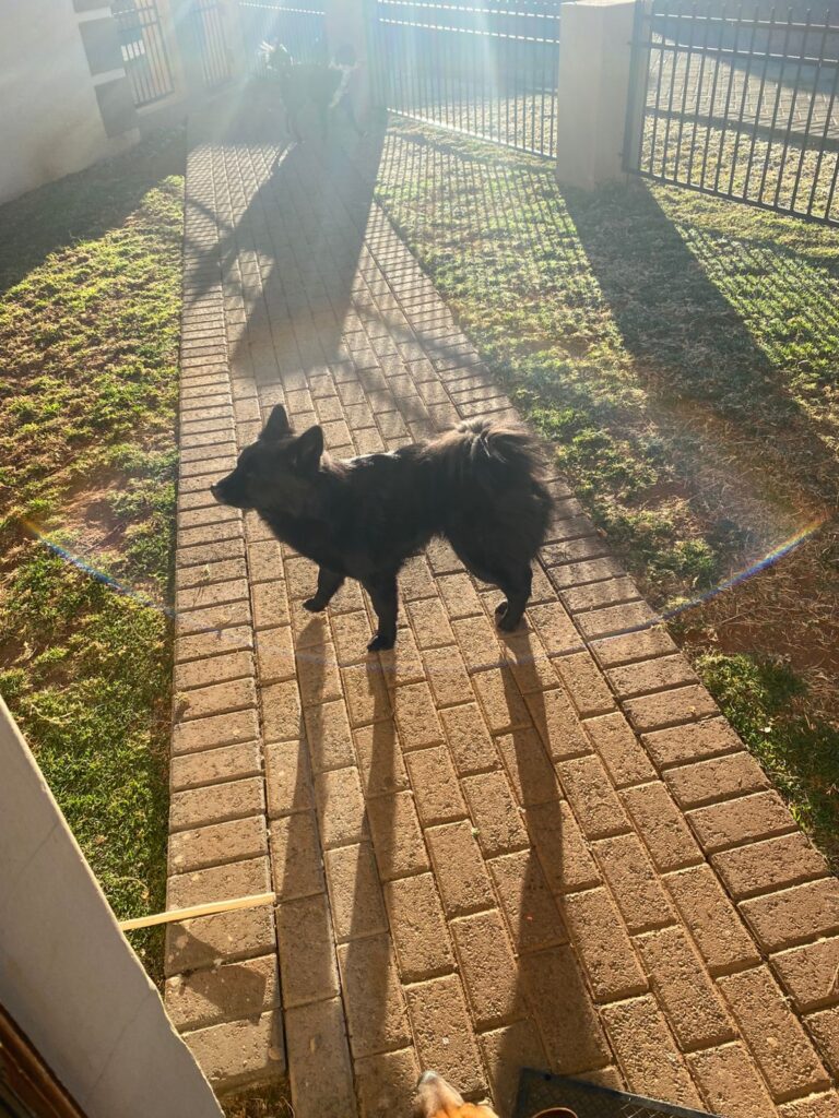 Miniature Chow Chow, Daisy from Klerksdorp needs to be rehomed