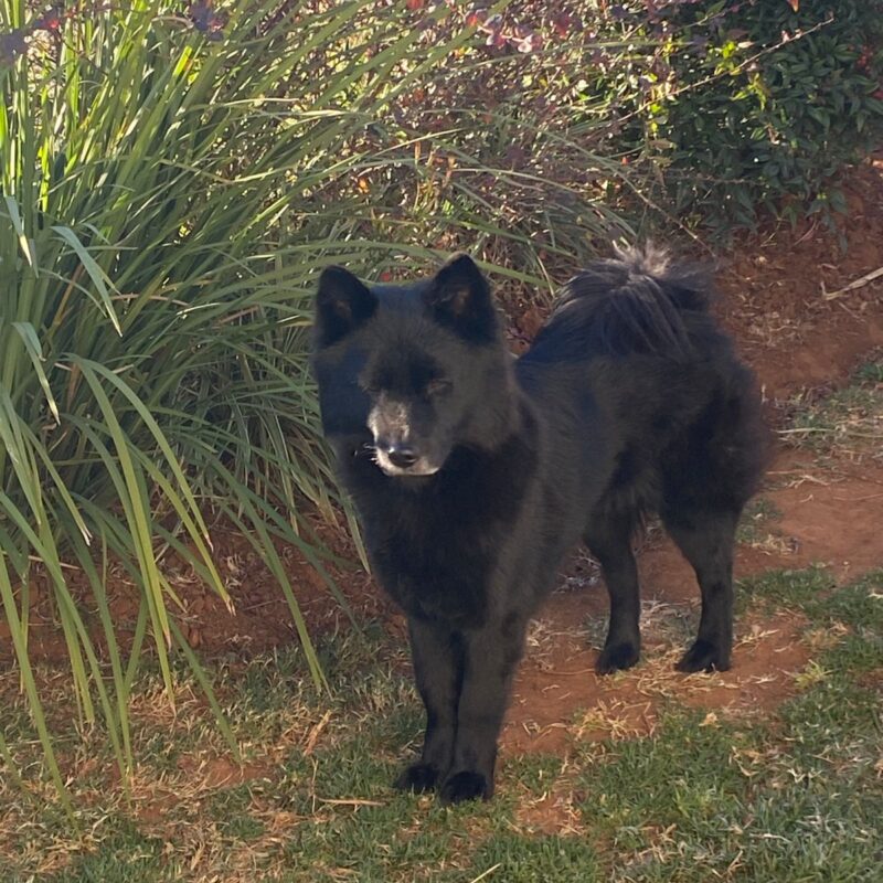 Daisy female Miniature Chow Chow for adoption Klerksdorp
