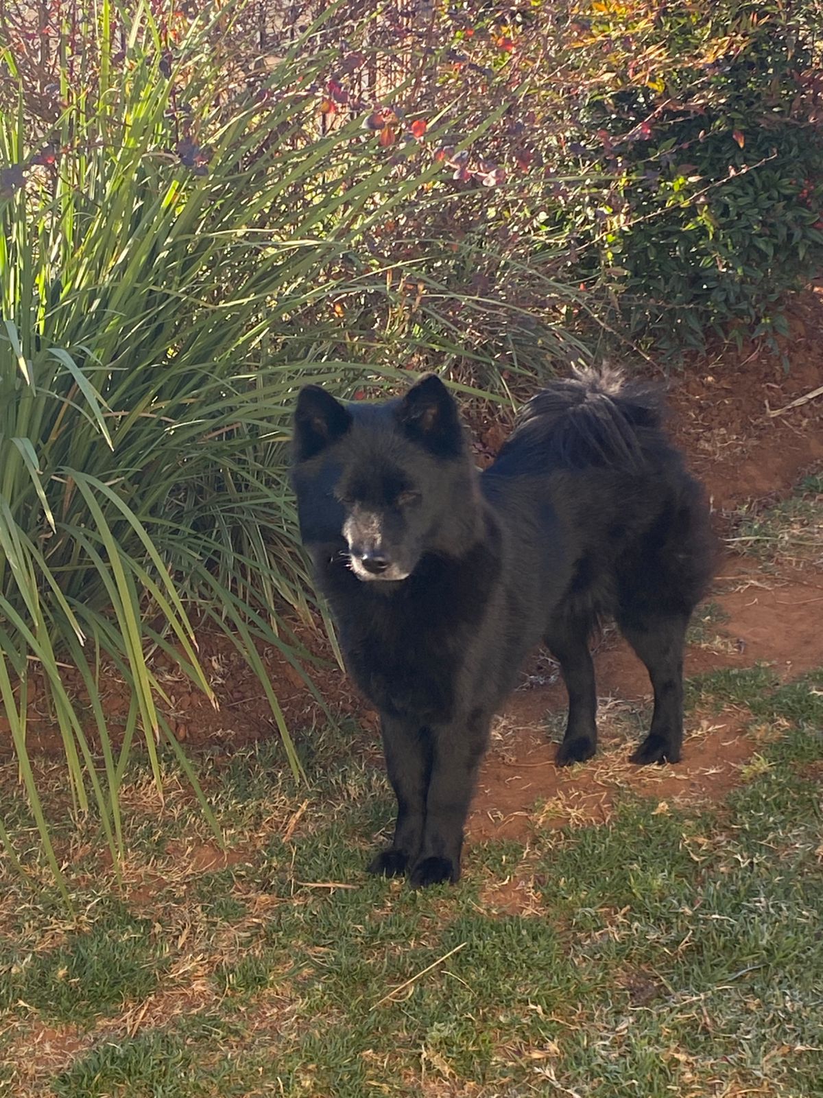 #340 – Adopt – Daisy, 3-year-old, Miniature Chow Chow, Klerksdorp
