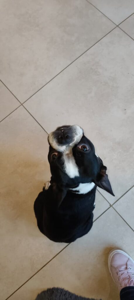 Ziggy a Boston Terrier from Boksburg, Gauteng needs to be adopted 