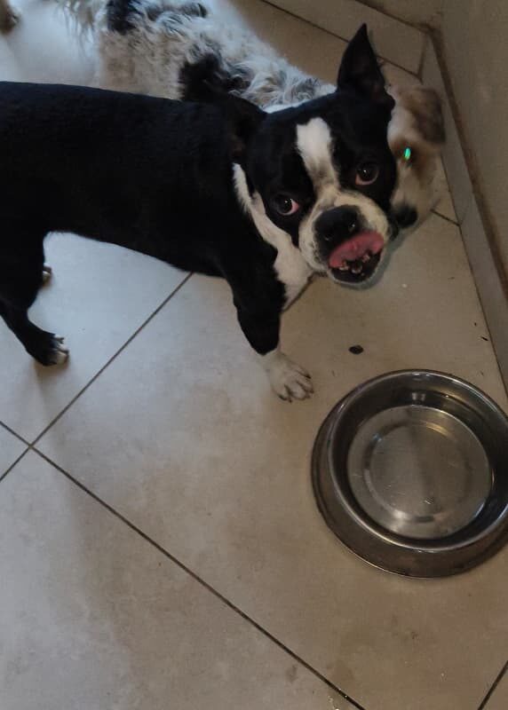 Ziggy, a 9-month-old male Boston Terrier for adoption in Boksburg, Gauteng.