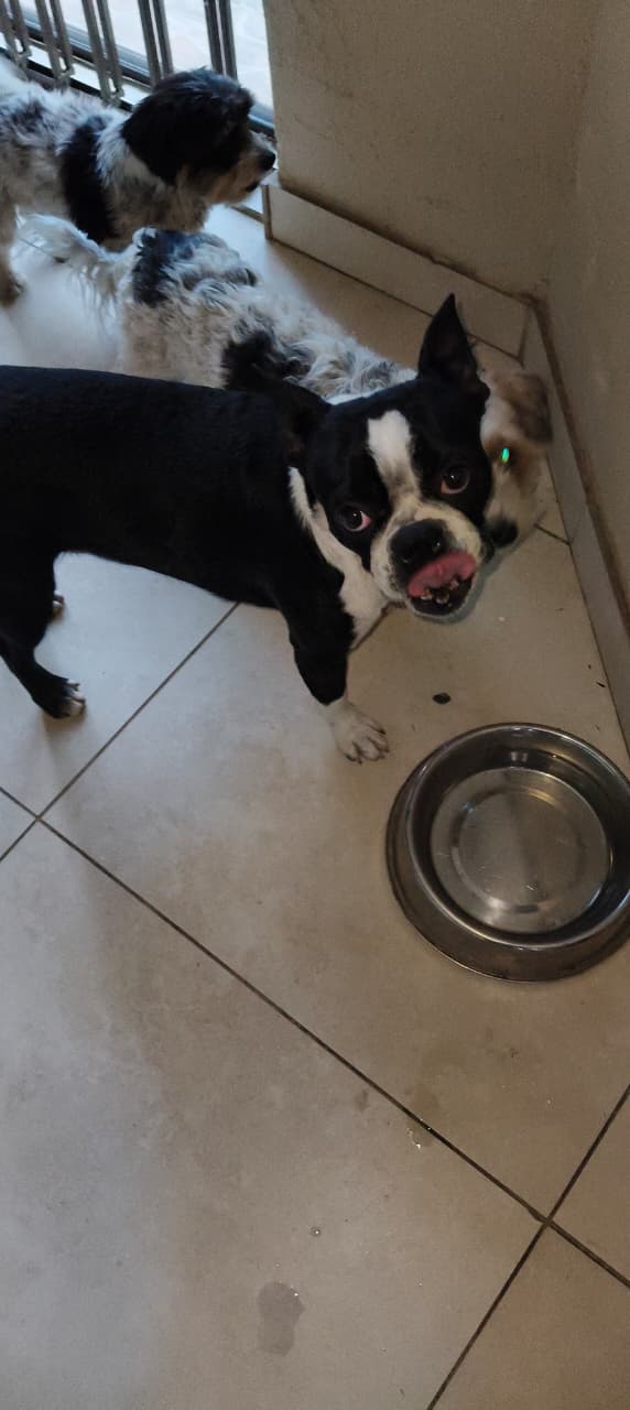 #342 – Adopt – Ziggy, 9-month-old male Boston Terrier, Boksburg