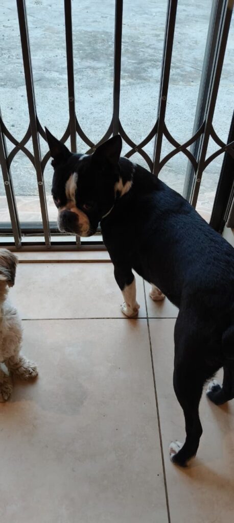 A Boston Terrier, from Gauteng is a 9-month-old needed to be adopted
