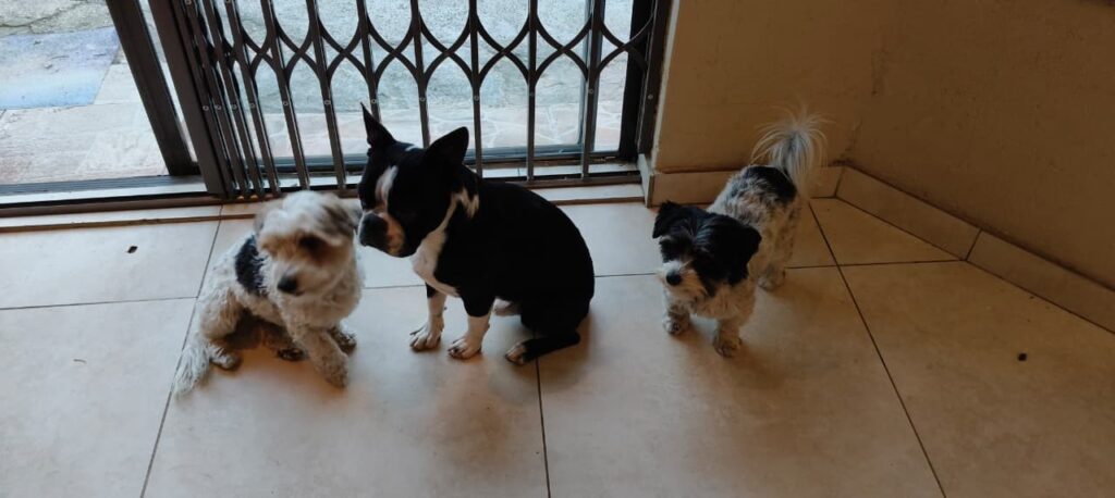 Ziggy a Boston terrier is compatable with other dogs and needs to be adopted in Boksburg, Gauteng