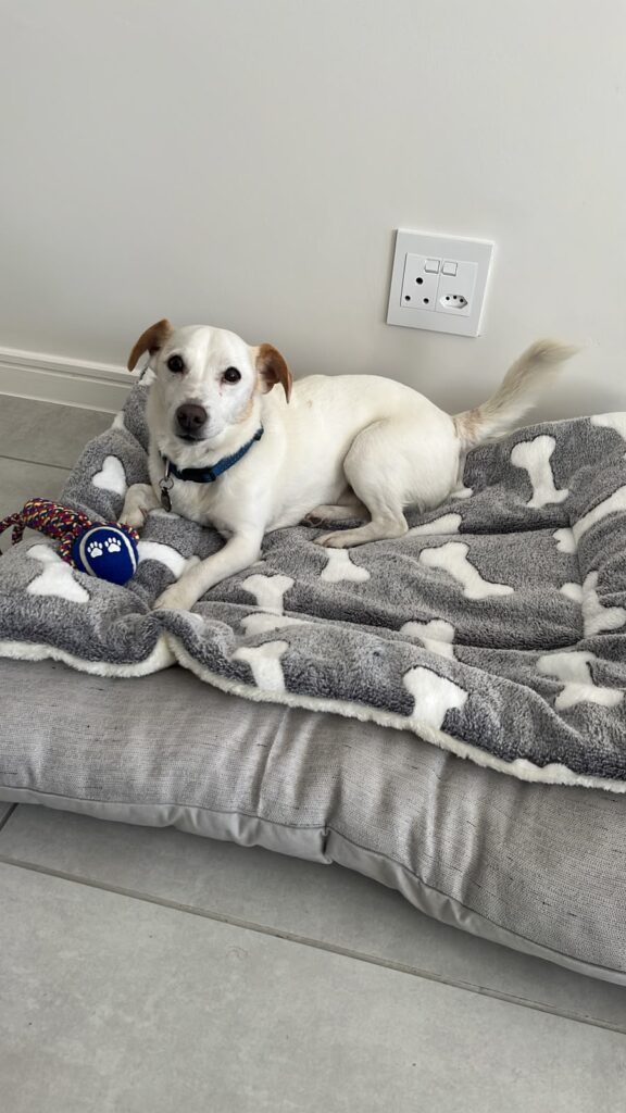 Energetic Jack Russell terrier Alfie waiting to play with a toy ready for adoption