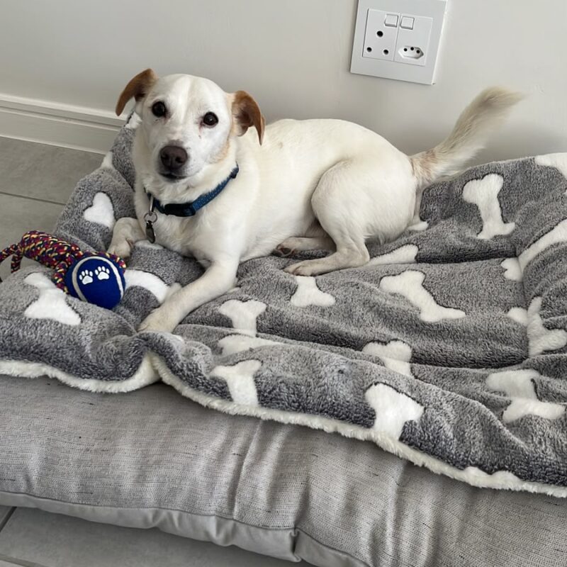 Alfie male Jack Russell terrier dog for adoption Cape Town