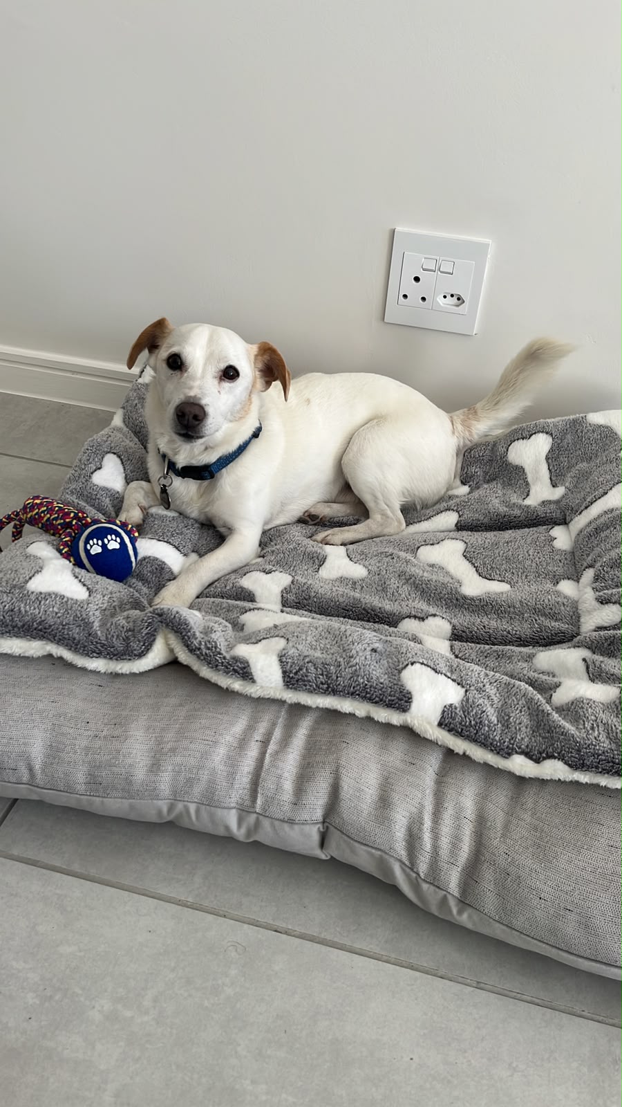 #343 – Adopt – Alfie, 11 yrs old Jack Russel, Cape Town