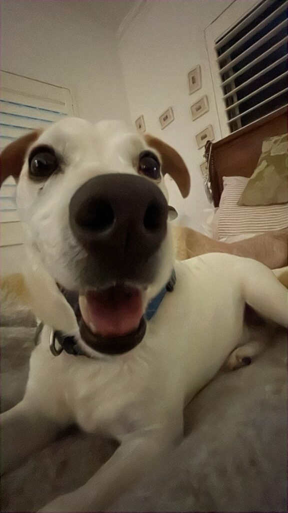 Alfie a male Jack Russell terrier up close looking at the camera Cape Town