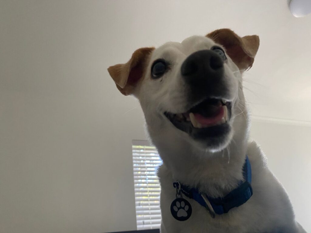 Alfie a small 5kg Jack Russell dog standing outside in Cape Town