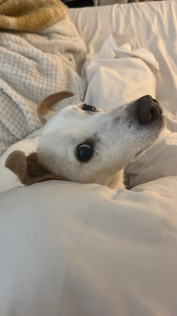 Alfie a small 5kg Jack Russell dog standing outside in Cape Town