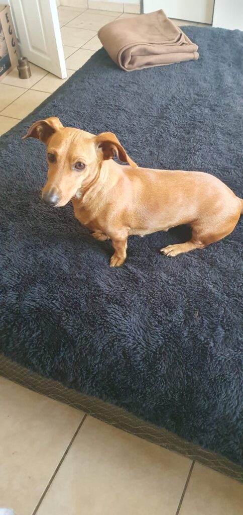 #344 - ALREADY Adopt - Chokenoki, 4-year-old female Dachshund - Elspark, Gauteng 2 Dachshund, Chokenoki, available for adoption, Elspark, Gauteng