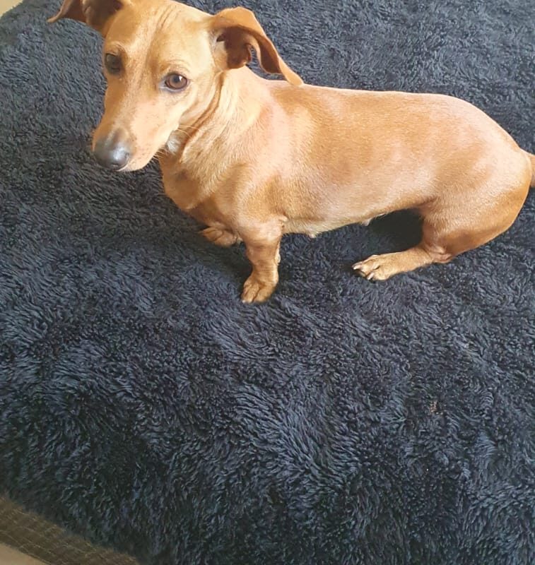 Chokenoki, 4-yr-old, Dachshund, Gauteng available for adoption