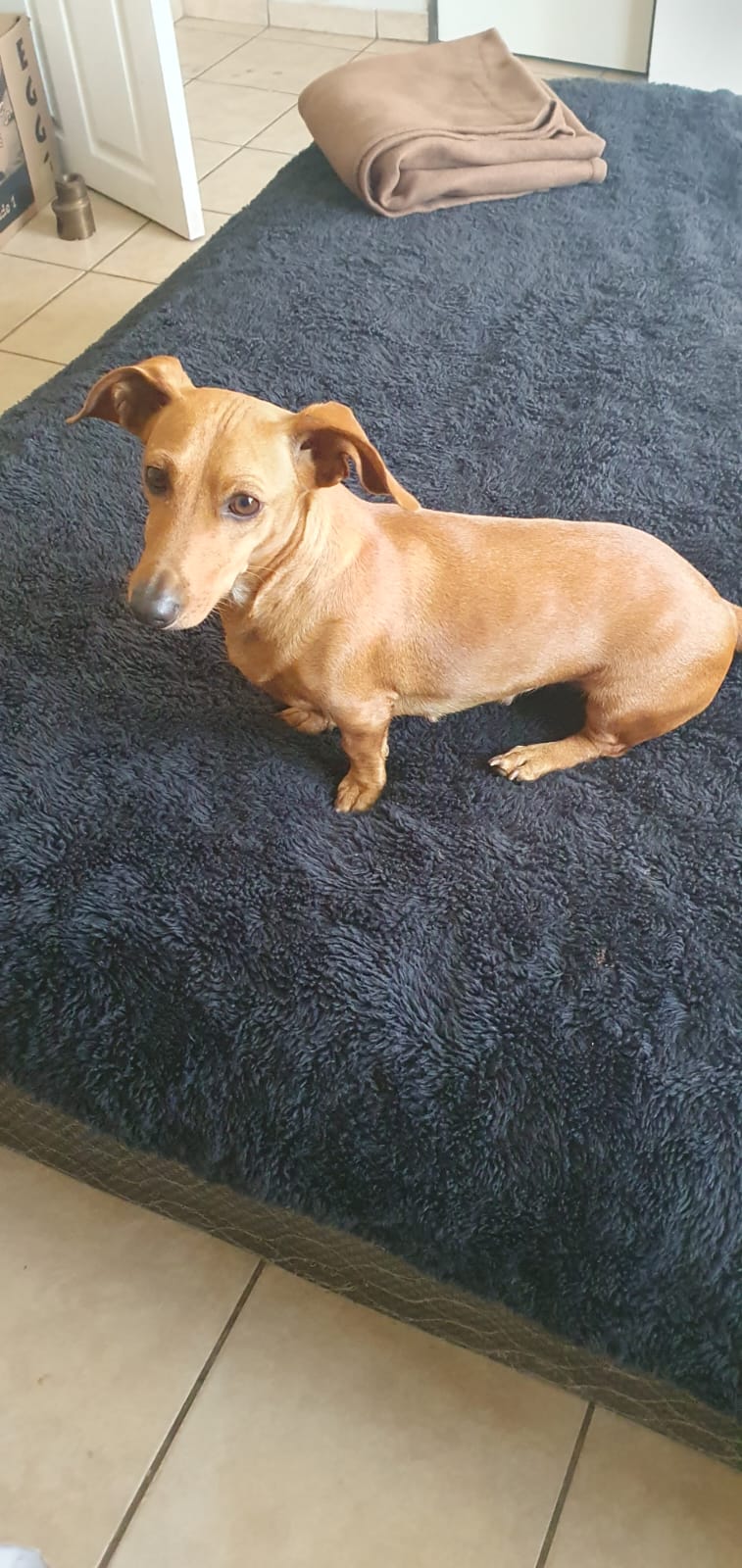 #344 – ALREADY Adopt – Chokenoki, 4-year-old female Dachshund – Elspark, Gauteng