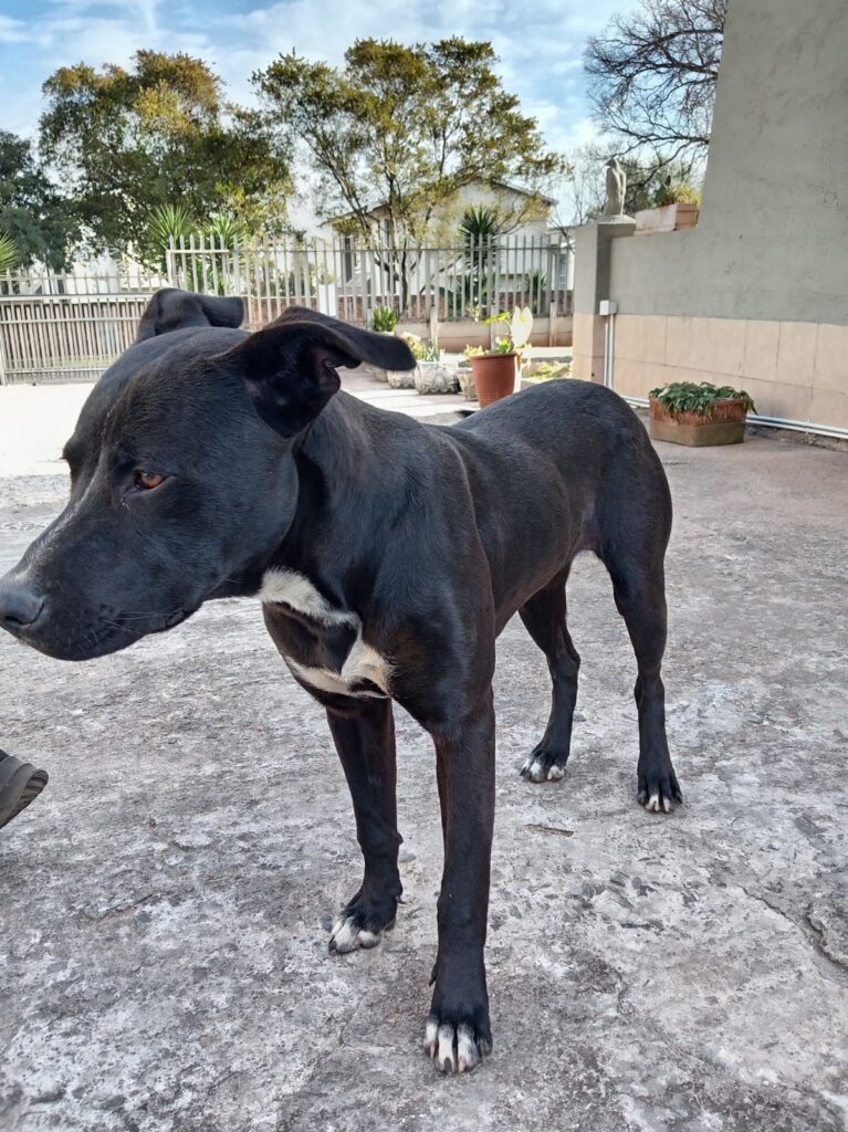 #345 - Adopt - Jasper, Staffie X Great Dane, Elspark, Gauteng 1 Jasper a Staffie Cross with Rottweiler and Great Dane is a puppy and needs to be adopted in Elspark, Gauteng
