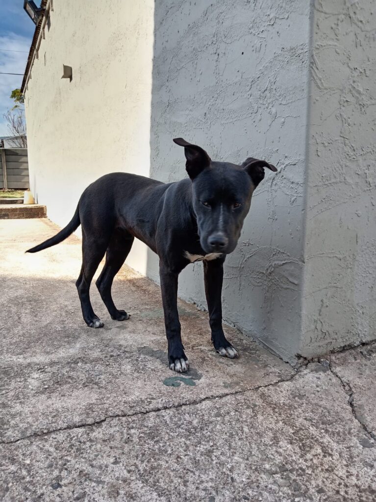 #345 - Adopt - Jasper, Staffie X Great Dane, Elspark, Gauteng 3 Beautifull puppy Jasper is a Staffie Cross with Rottweiler and Great Dane and needs urgent adoption in Gauteng