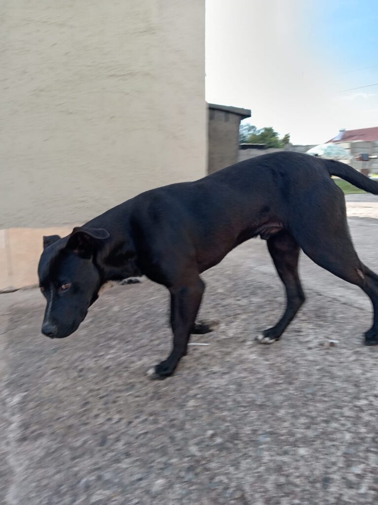 #345 - Adopt - Jasper, Staffie X Great Dane, Elspark, Gauteng 2 Puppy Jasper a Staffie Cross with Rottweiler and Great Dane needs to be adopted in Elspark, Gauteng