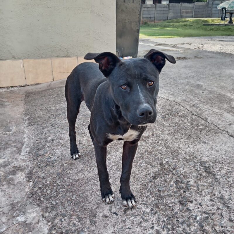 Jasper, Staffie Cross Rottweiler available for adoption in Gauteng