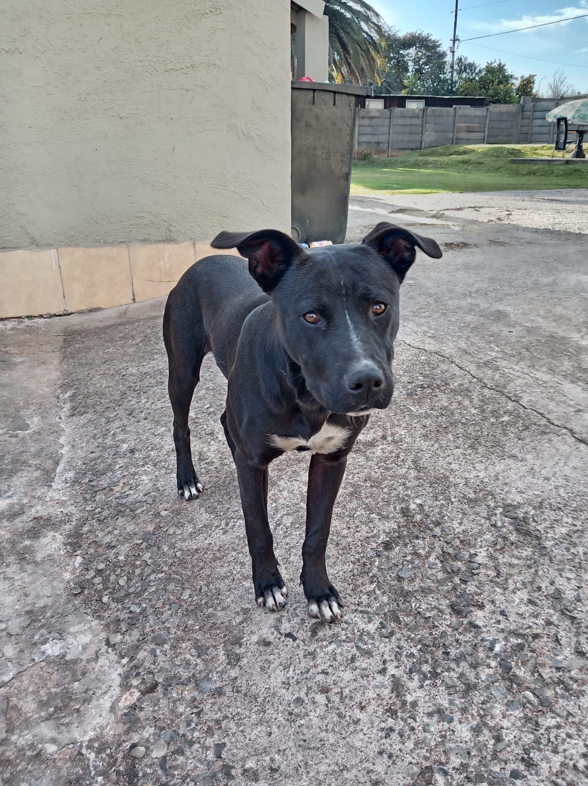 #345 - Adopt - Jasper, Staffie X Great Dane, Elspark, Gauteng 2 #345 – Adopt – Jasper, Staffie X Great Dane, Elspark, Gauteng