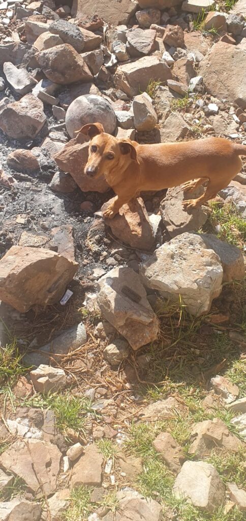 #344 - ALREADY Adopt - Chokenoki, 4-year-old female Dachshund - Elspark, Gauteng 5 Chokenoki a female of 4-yrs-old is aDachshund that enjoys the outdoors and she is available for adoption in Gauteng