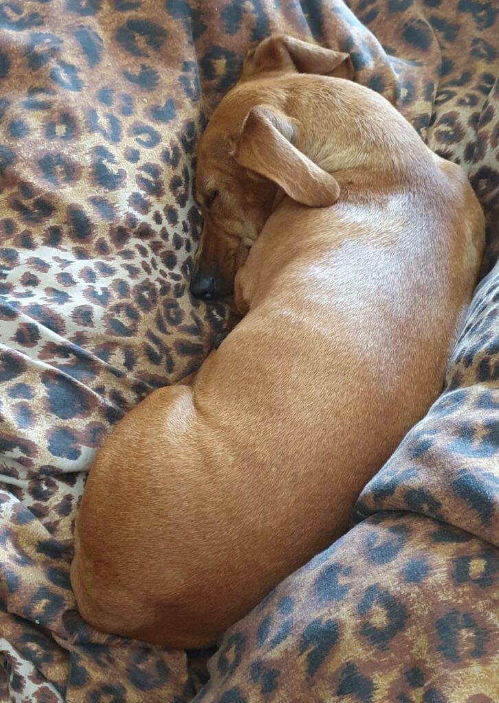 #344 - ALREADY Adopt - Chokenoki, 4-year-old female Dachshund - Elspark, Gauteng 4 Dachshund of 4 yrs old is a female that needs to be adopted in Gauteng