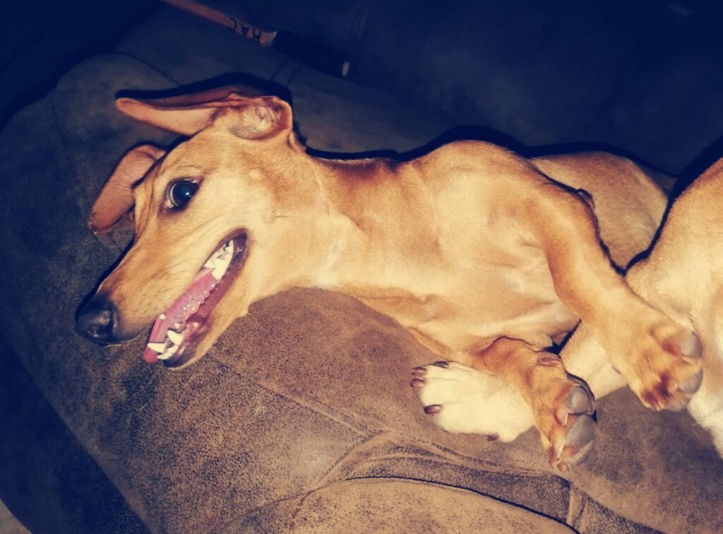 #344 - ALREADY Adopt - Chokenoki, 4-year-old female Dachshund - Elspark, Gauteng 3 Chockenoki a Dachshund a real lover for attention. Available in Gauteng for adoption