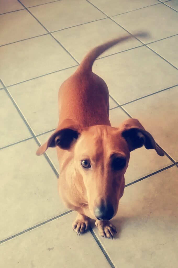 #344 - ALREADY Adopt - Chokenoki, 4-year-old female Dachshund - Elspark, Gauteng 1 Chokenoki a Dachshund female is adorable and she is available for adoption in Gauteng