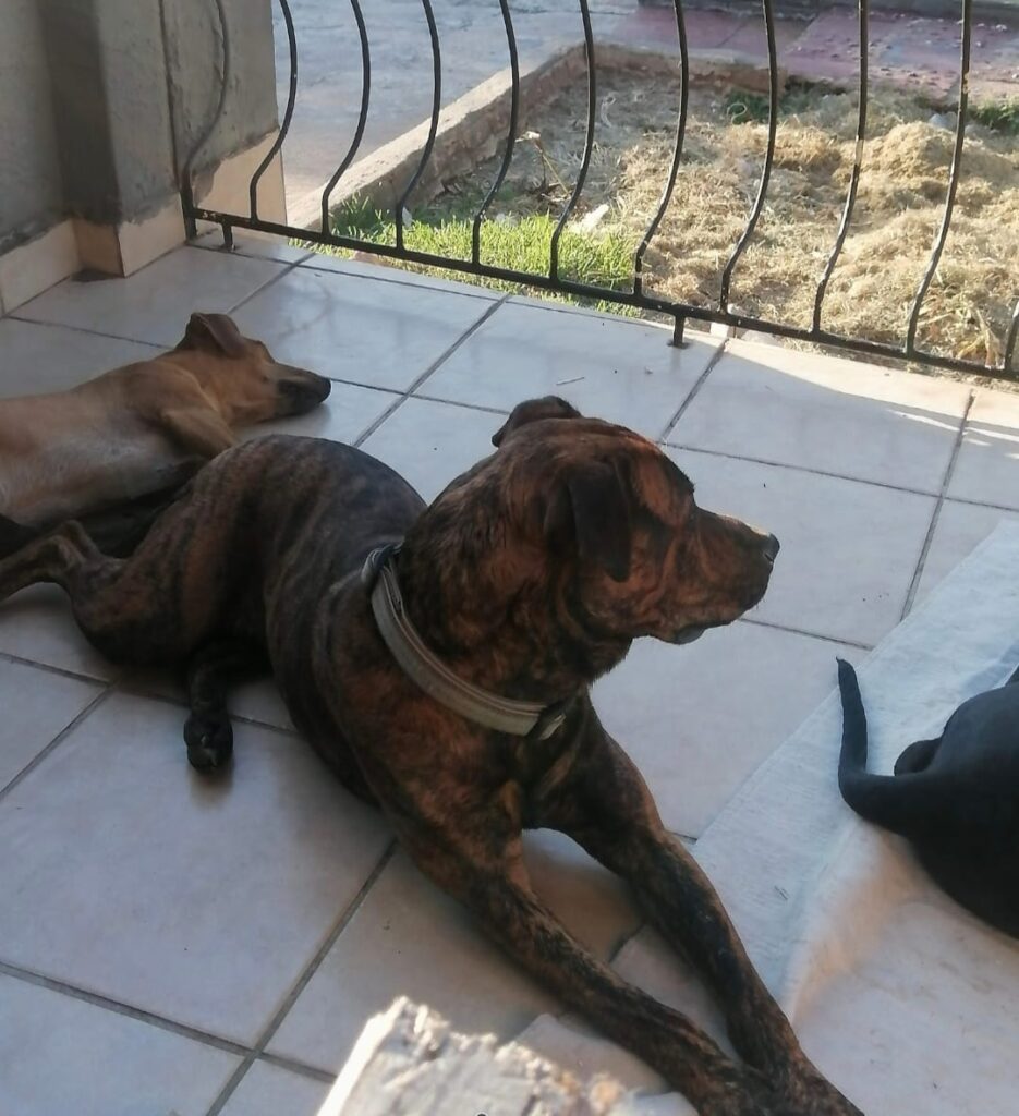 #346 - Loki - 8-year-old male Staffie X Rottweiler, Elspark, Gauteng 2 Loki, a Staffie X Rottweiler loves other dogs and needs to be adopted in Elspark, Gauteng