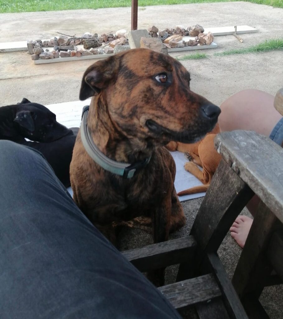 #346 - Loki - 8-year-old male Staffie X Rottweiler, Elspark, Gauteng 4 Loki, a Staffi X Rottweiler loves attention and needs to be adopted. Area Elspark Gauteng
