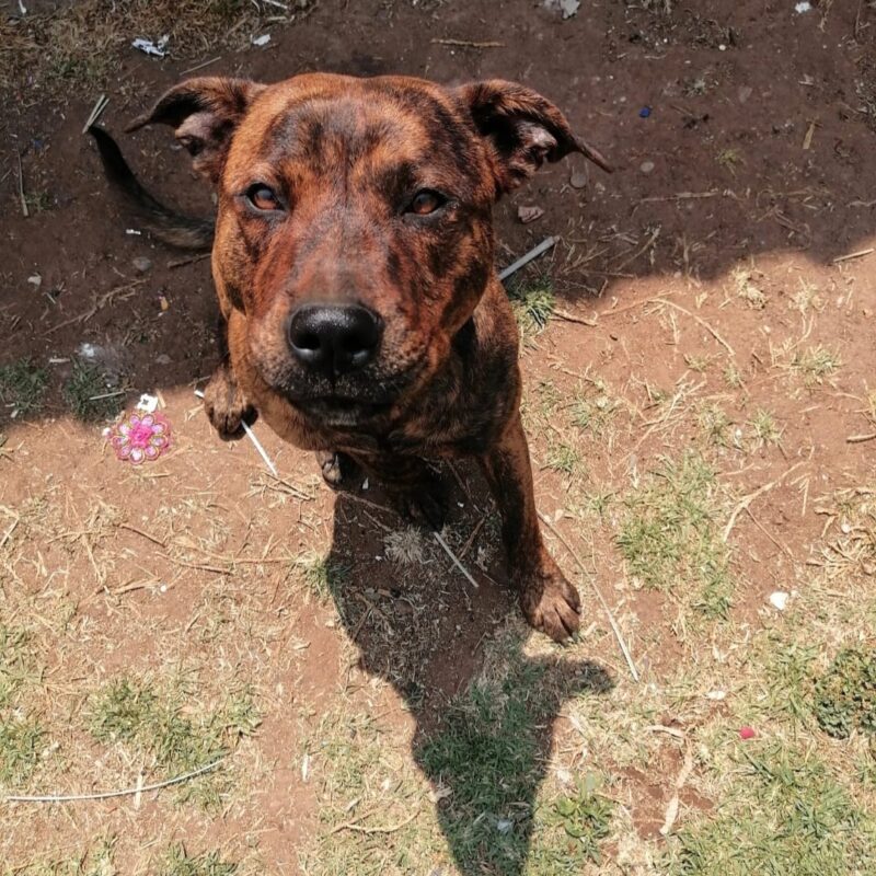 Loki, A Staffi X Rottweiler is available for adoption in Gauteng