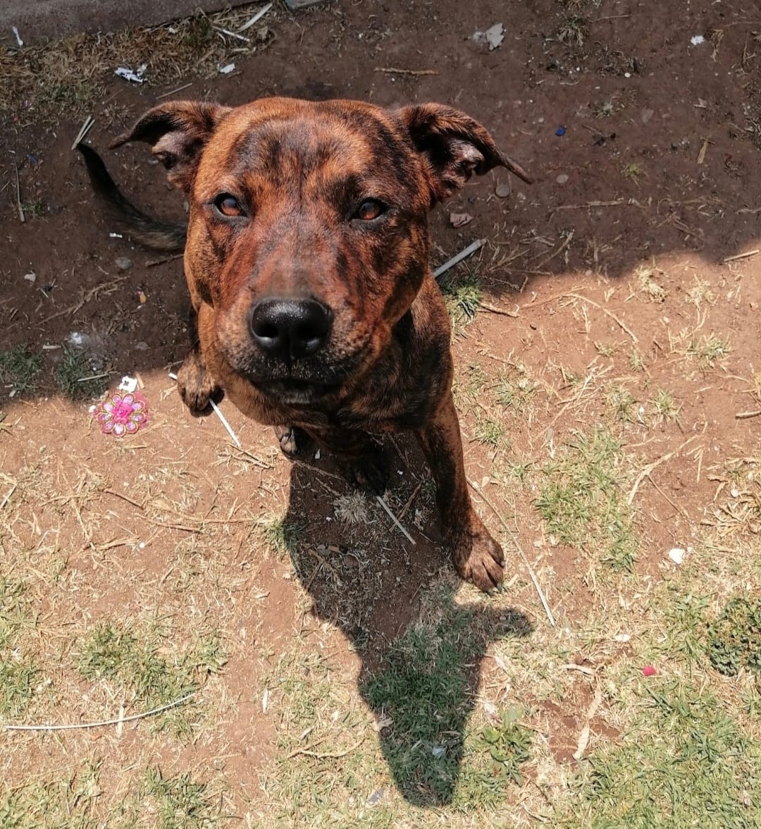 #346 - Loki - 8-year-old male Staffie X Rottweiler, Elspark, Gauteng 1 #346 – Loki – 8-year-old male Staffie X Rottweiler, Elspark, Gauteng